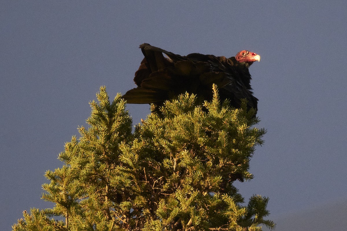 Turkey Vulture - ML617402705