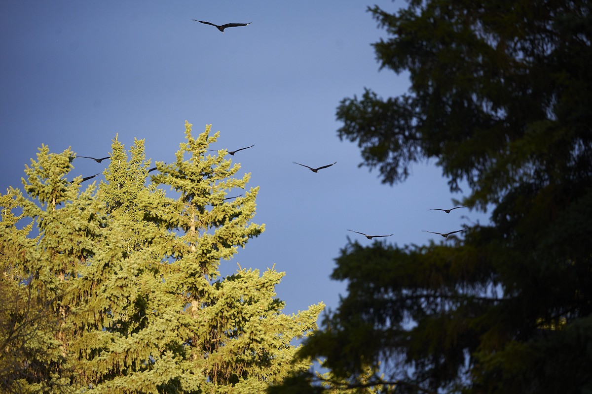 Turkey Vulture - ML617402707