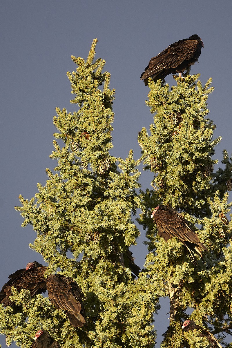 Turkey Vulture - ML617402708