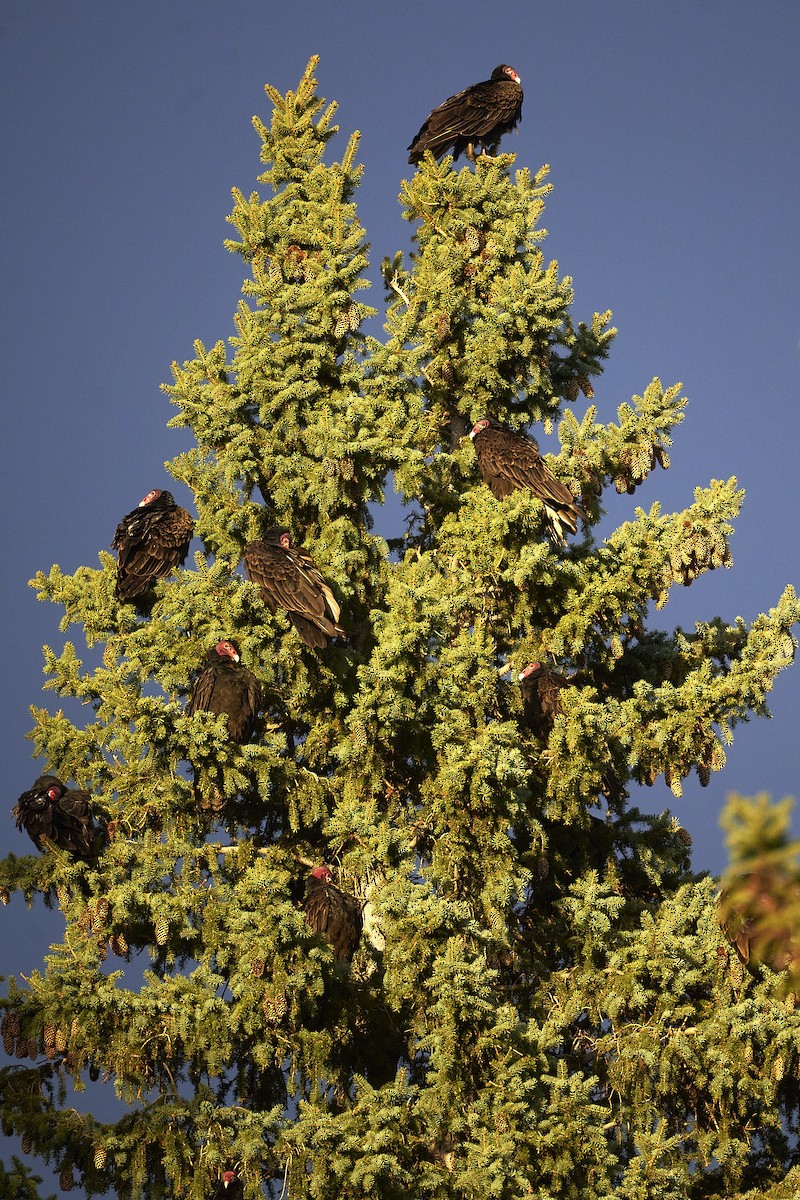 Turkey Vulture - ML617402710