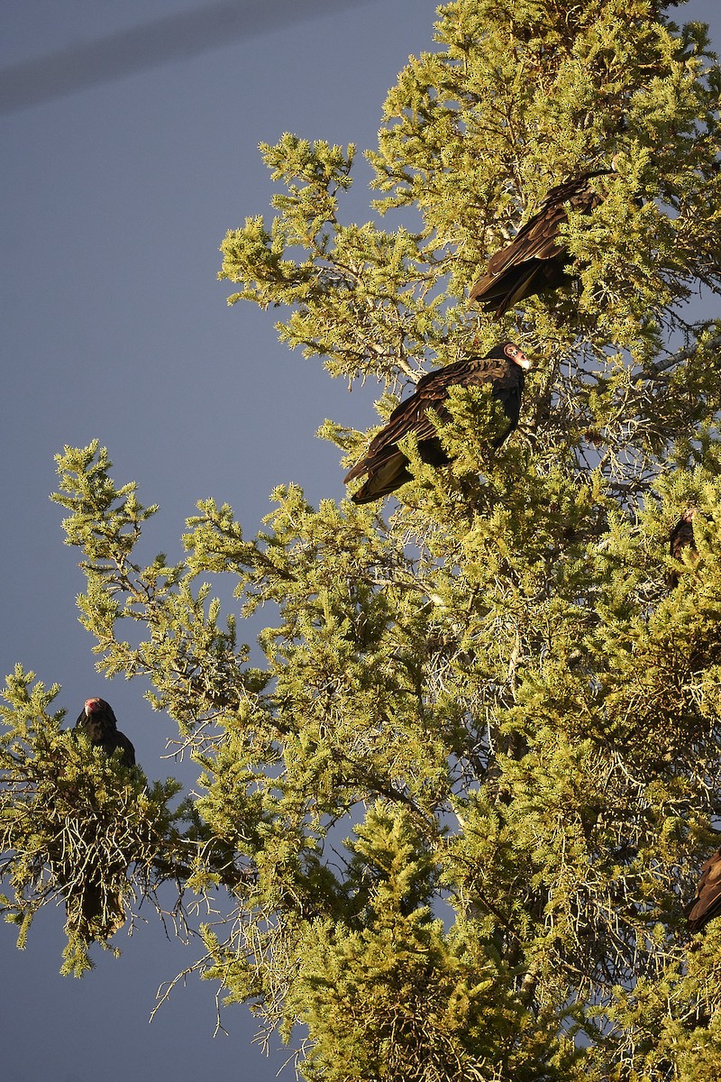 Turkey Vulture - ML617402711