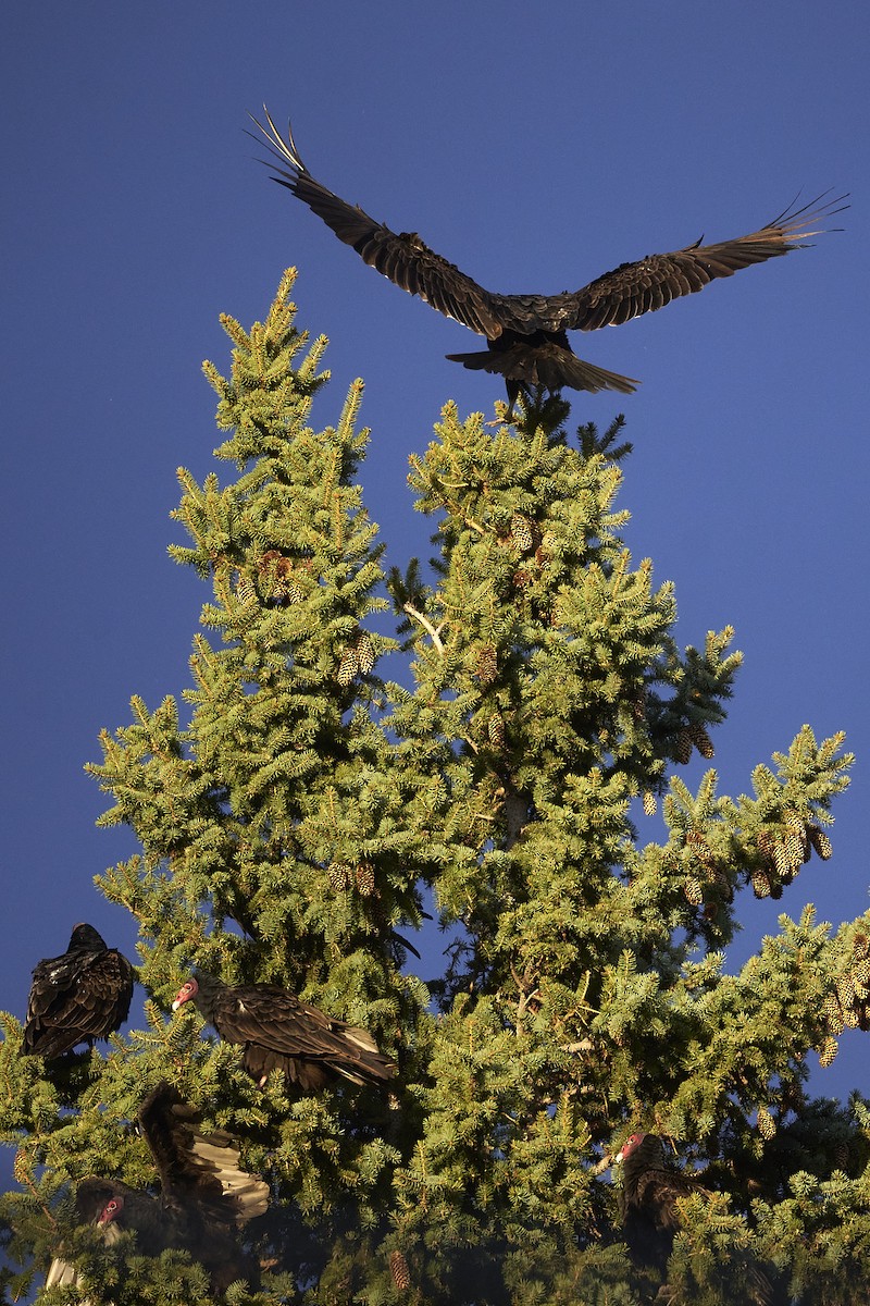 Turkey Vulture - ML617402712
