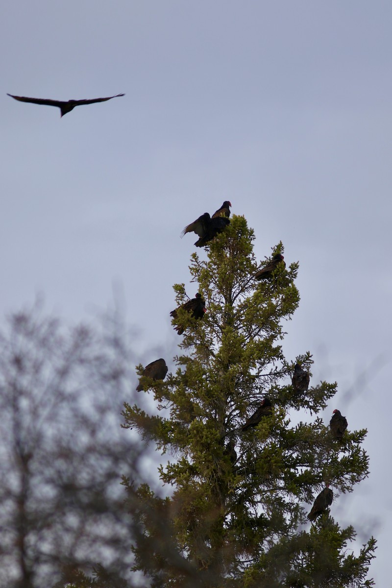 Turkey Vulture - ML617402713