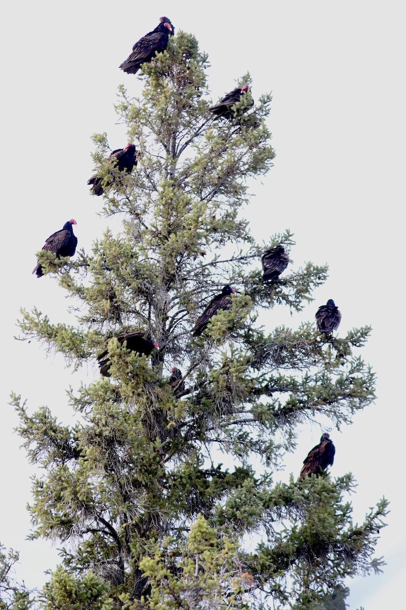 Turkey Vulture - ML617402714