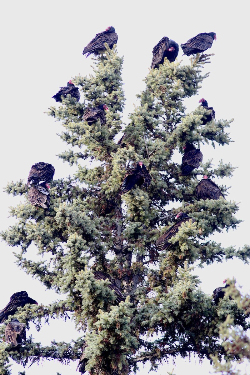 Turkey Vulture - ML617402716