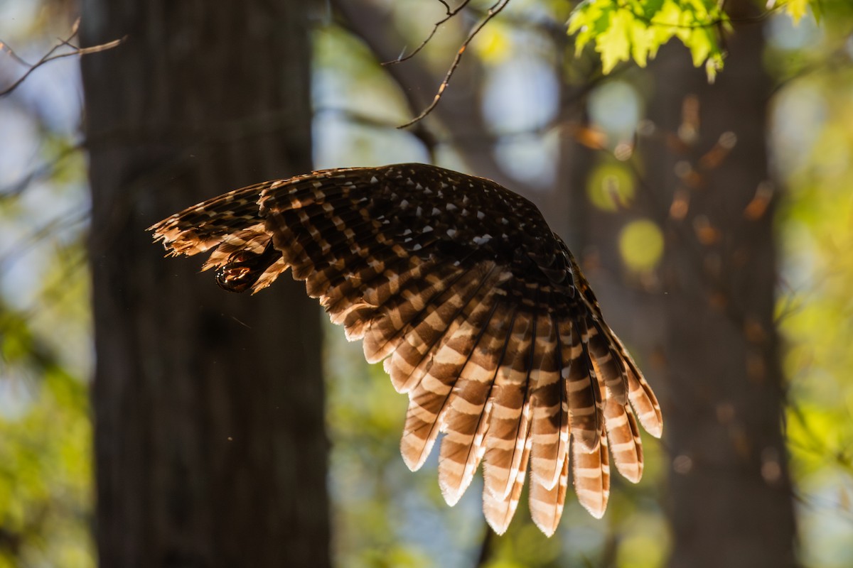 Barred Owl - ML617402733