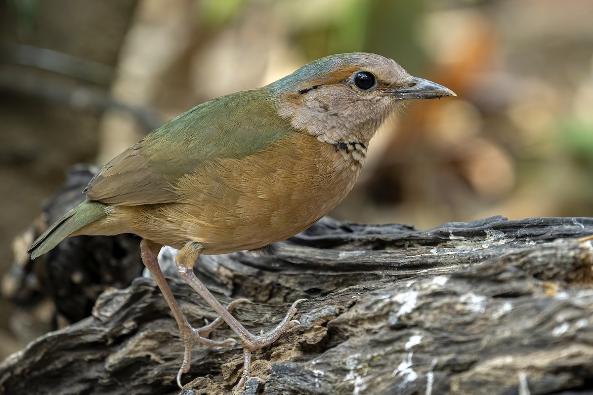 Blue-rumped Pitta - Su Li