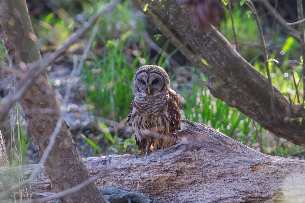 Barred Owl - ML617402757