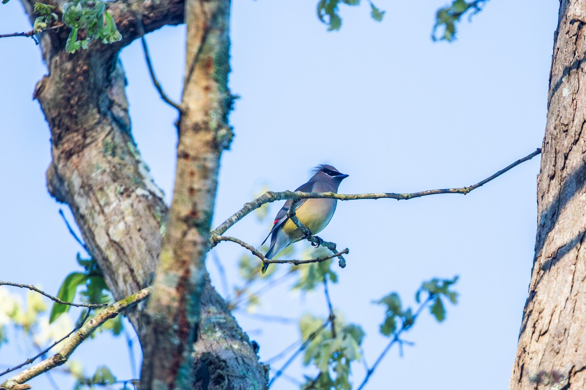 Cedar Waxwing - ML617402778