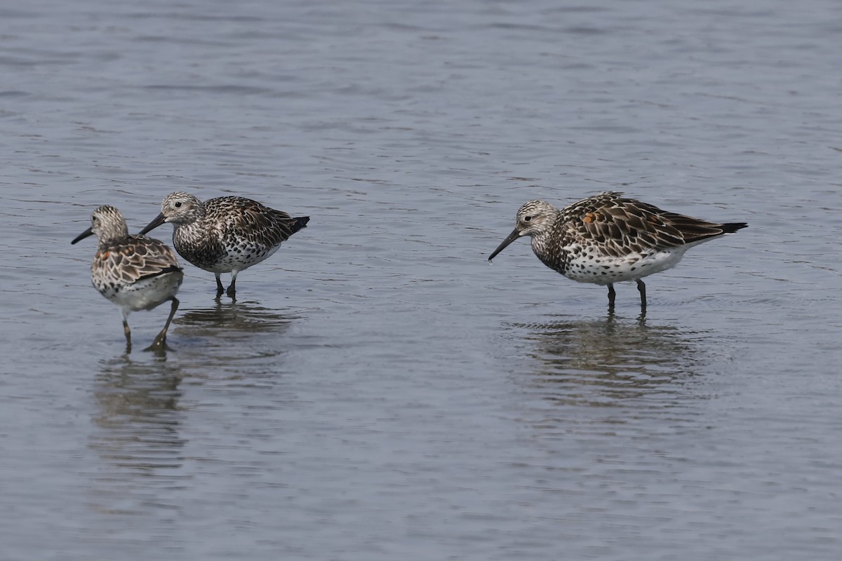 Great Knot - HsuehHung Chang