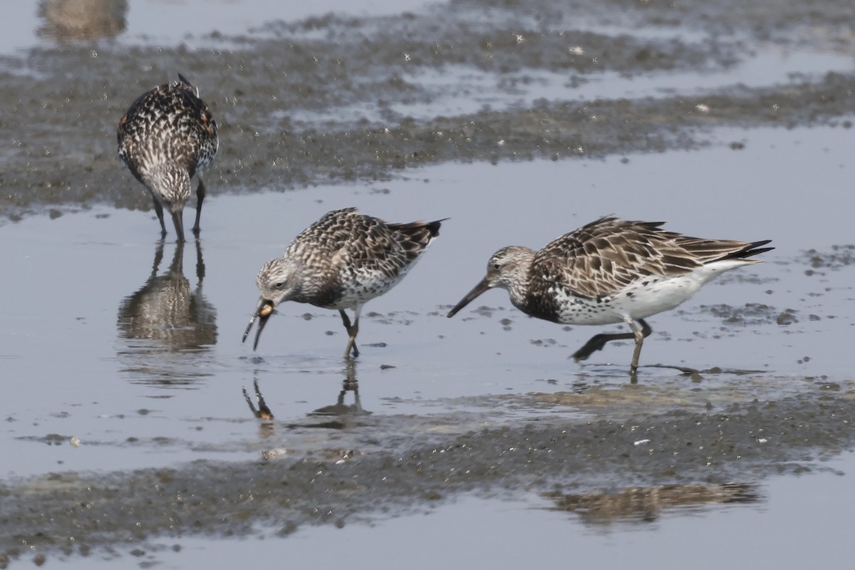 Great Knot - ML617402788