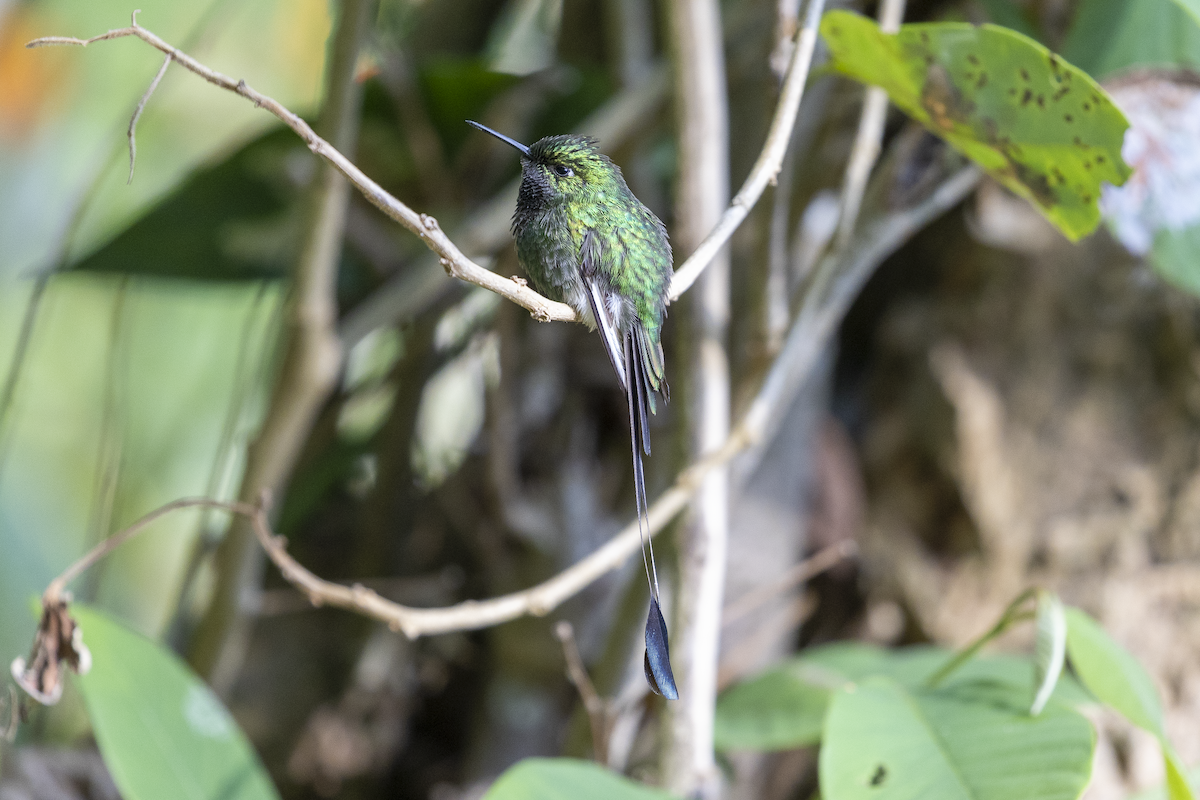 White-booted Racket-tail - César Agudelo