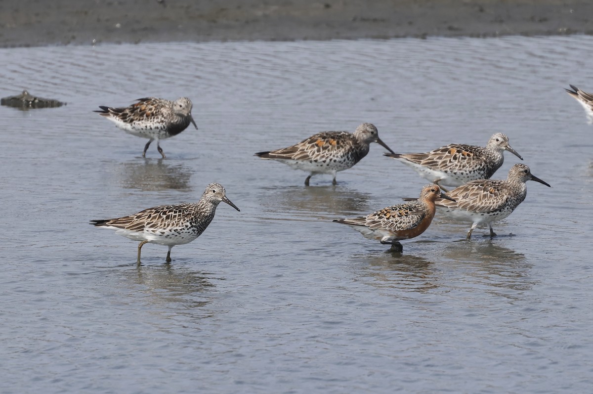 Red Knot - ML617402807