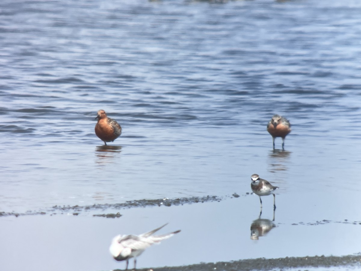 Red Knot - ML617402810