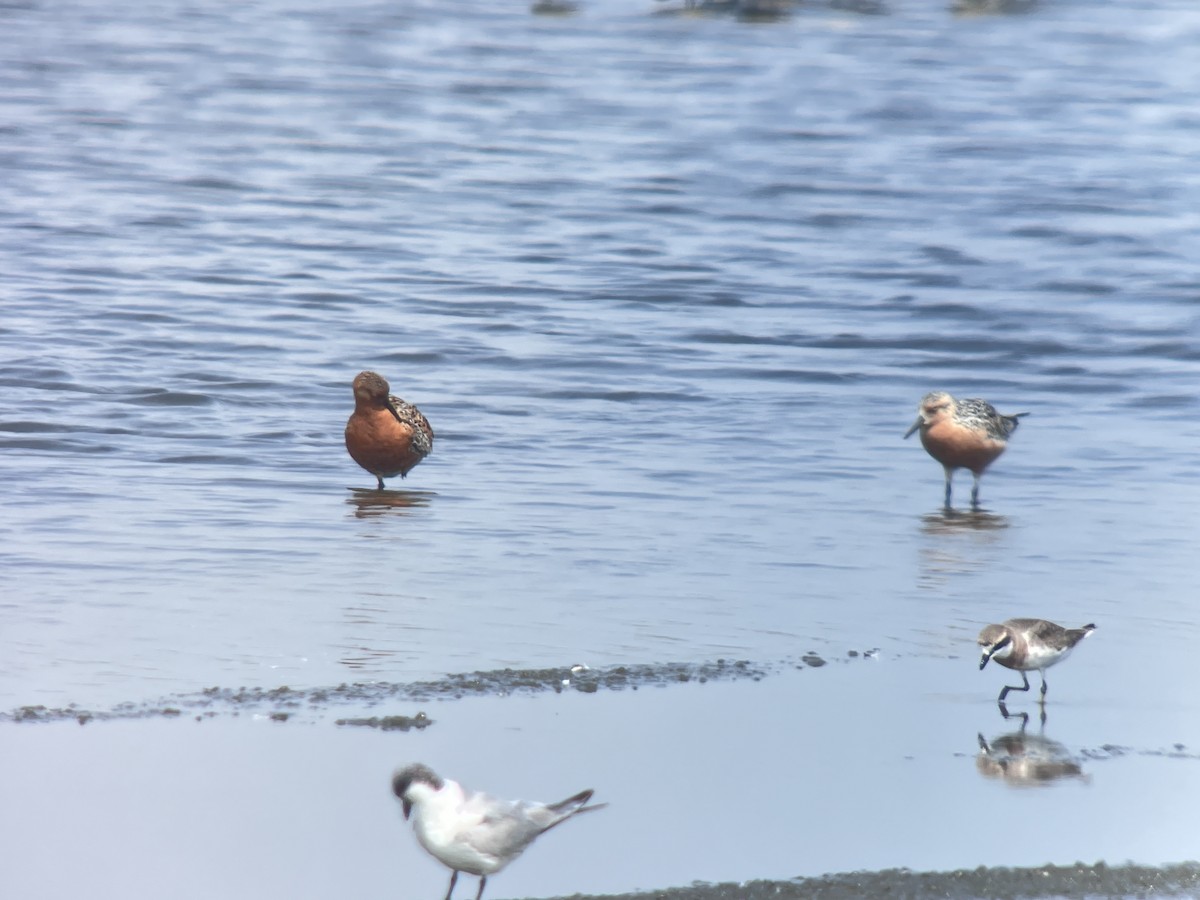 Red Knot - ML617402811