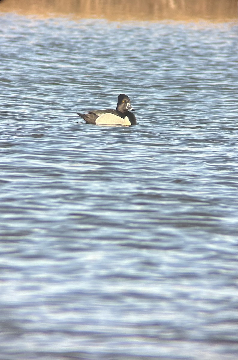 Ring-necked Duck - ML617402819
