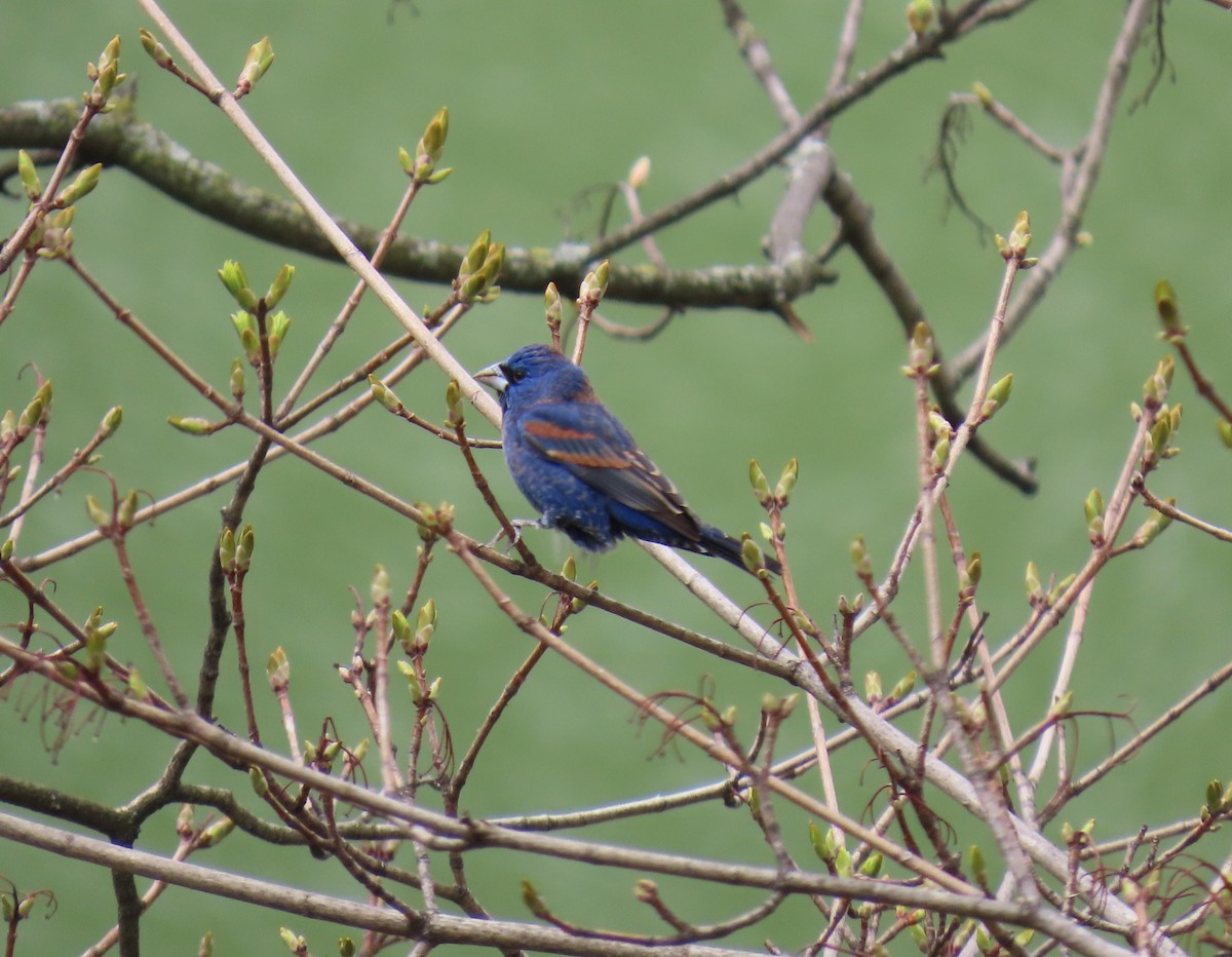 Blue Grosbeak - ML617402820