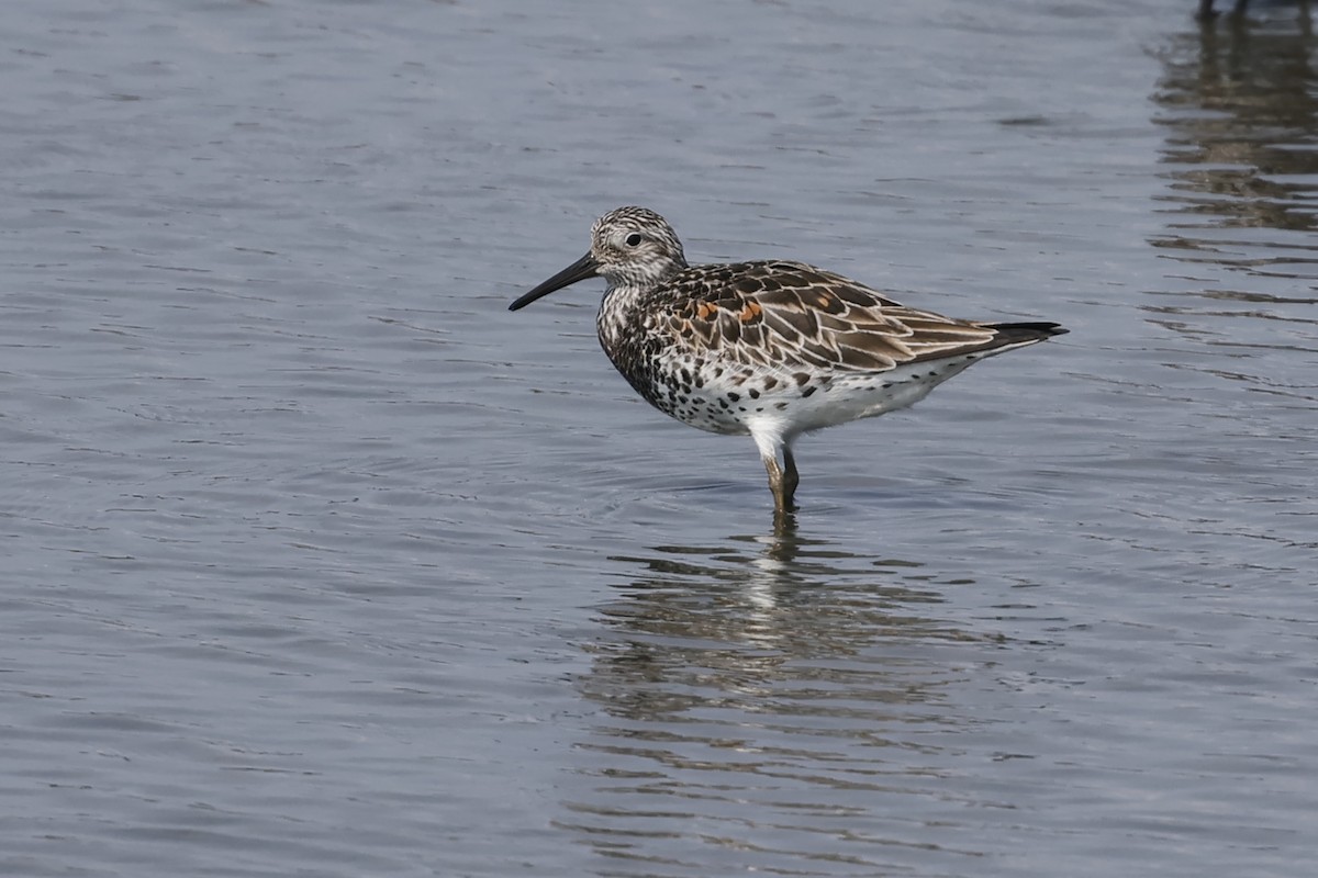 Great Knot - HsuehHung Chang