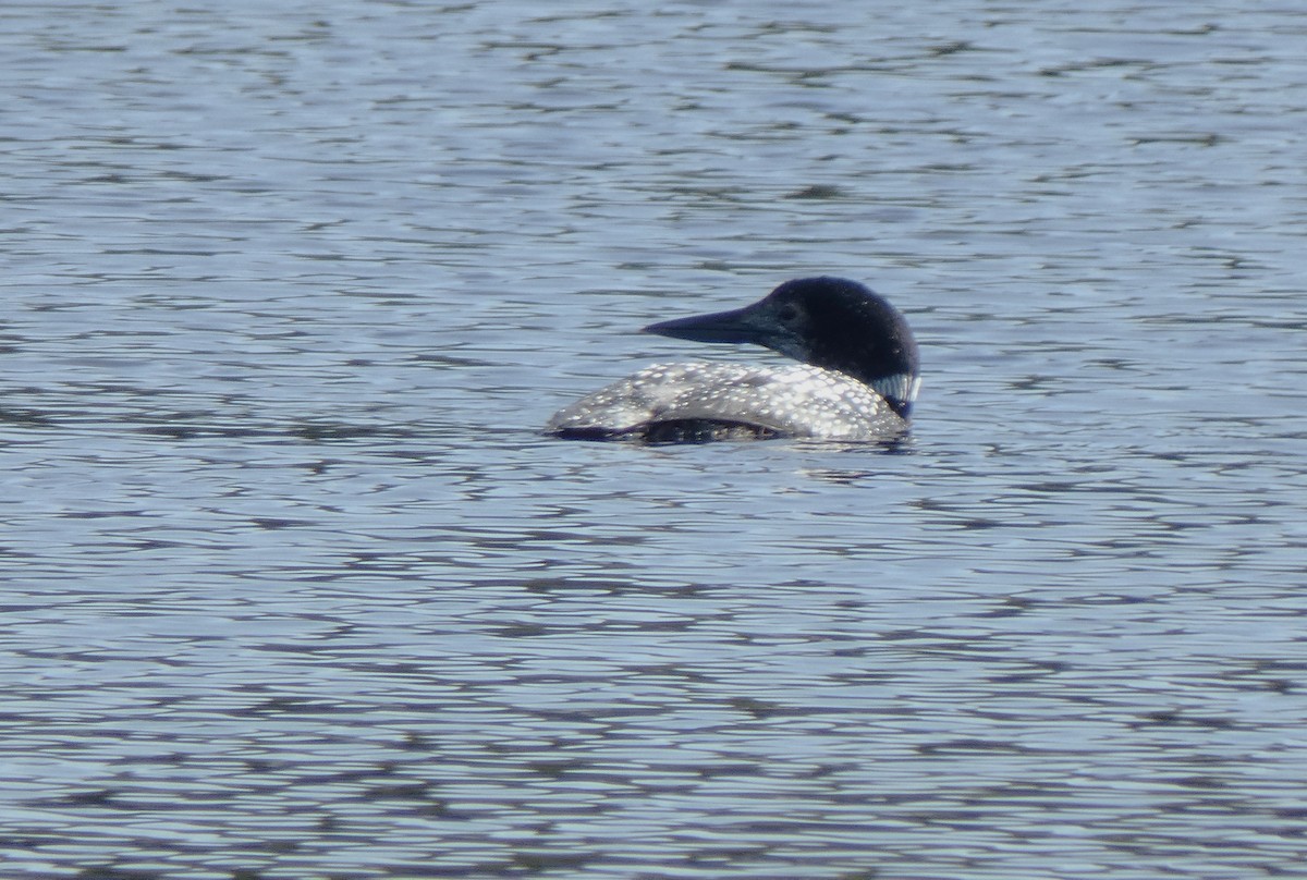 Common Loon - ML617402863