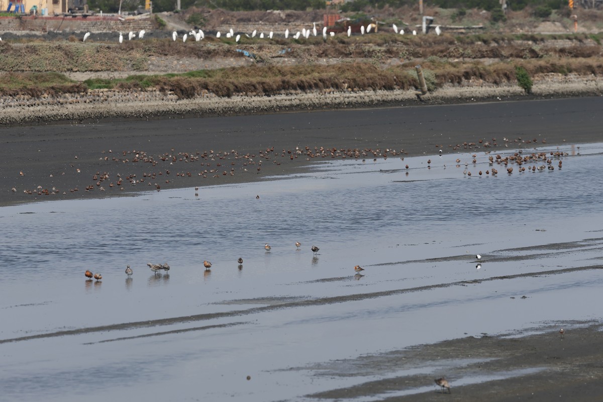 Curlew Sandpiper - ML617402868