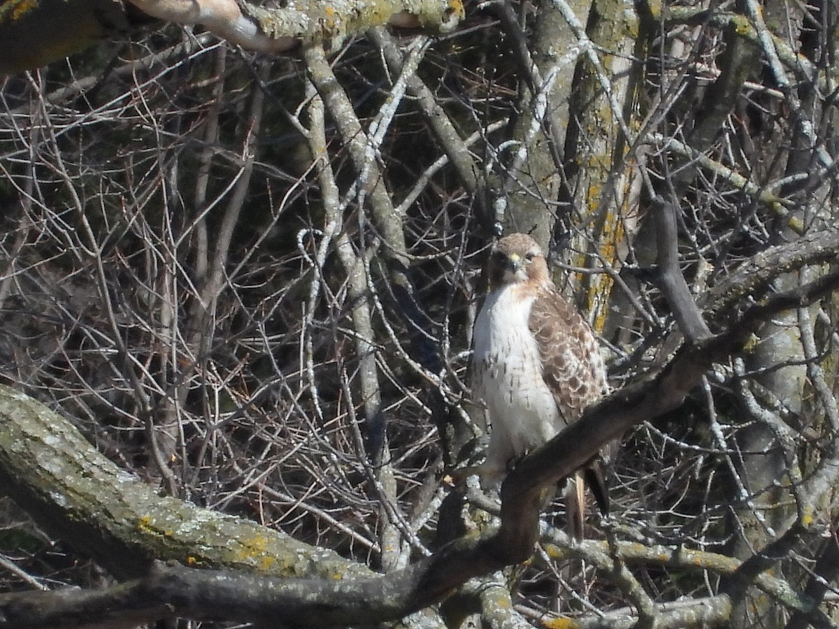 Red-tailed Hawk - ML617402911