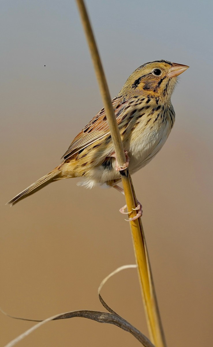 Henslow's Sparrow - Donald Estep