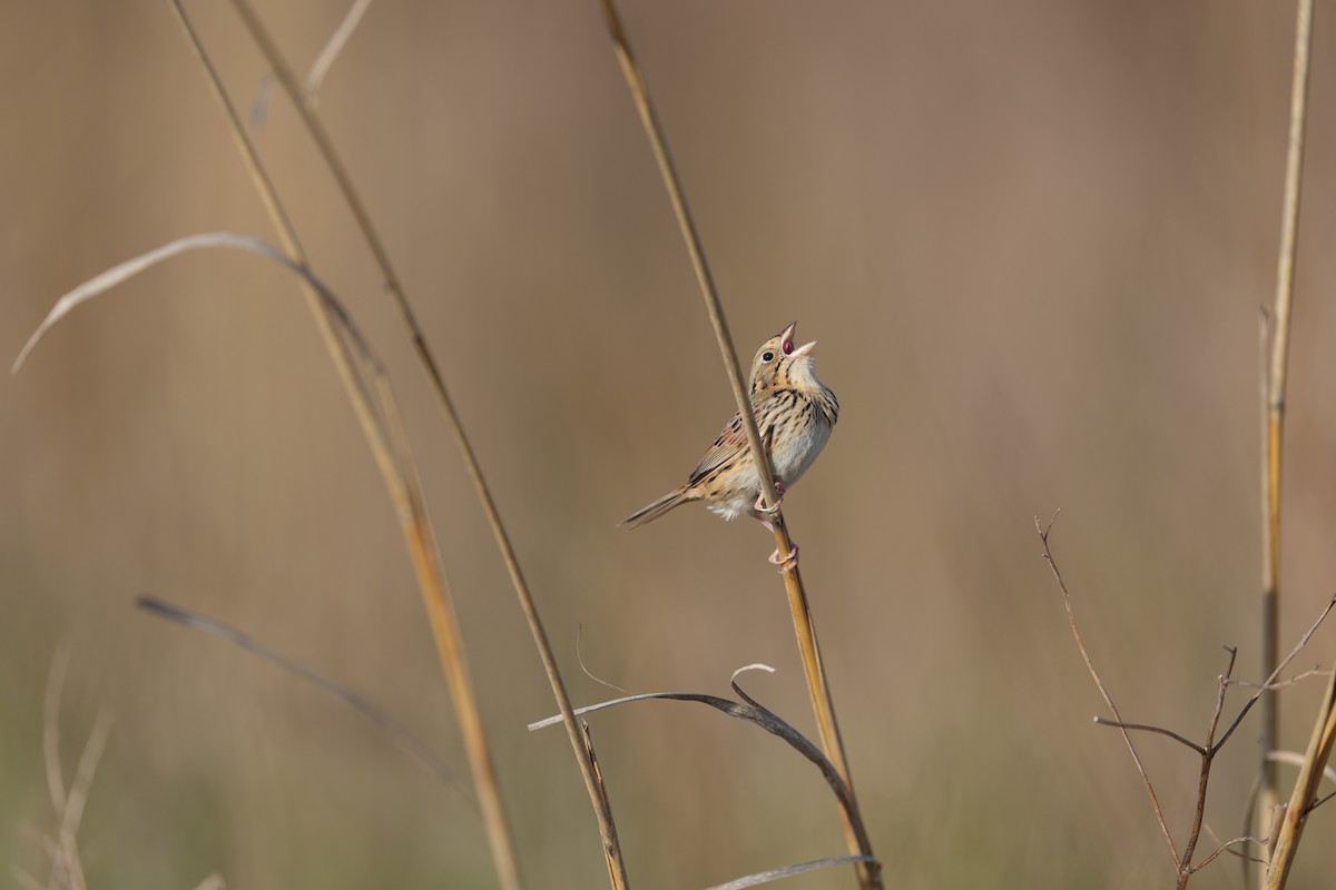 Henslow's Sparrow - ML617402936