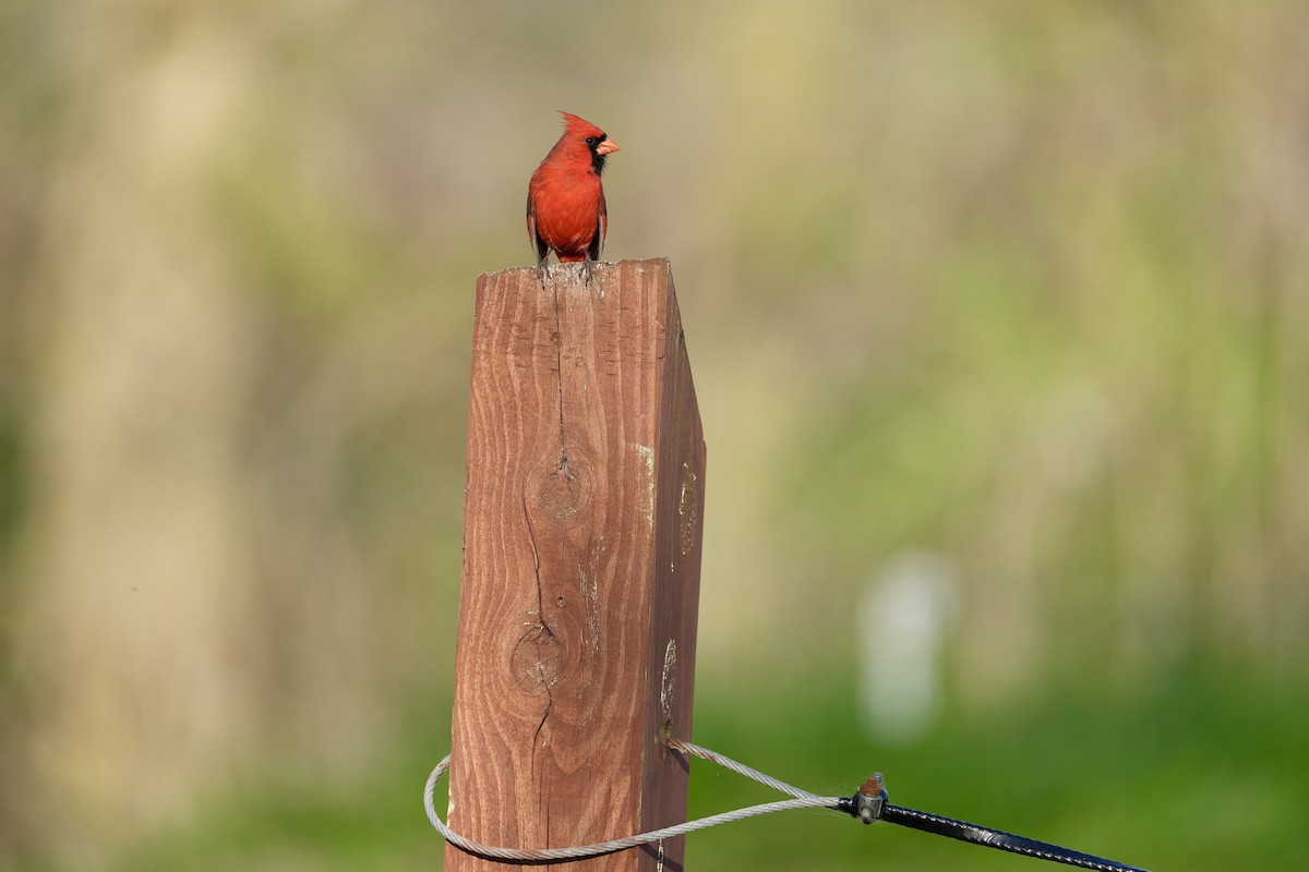 Cardinal rouge - ML617402967