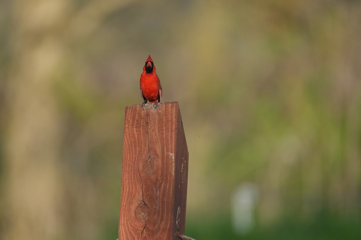 Cardinal rouge - ML617402968