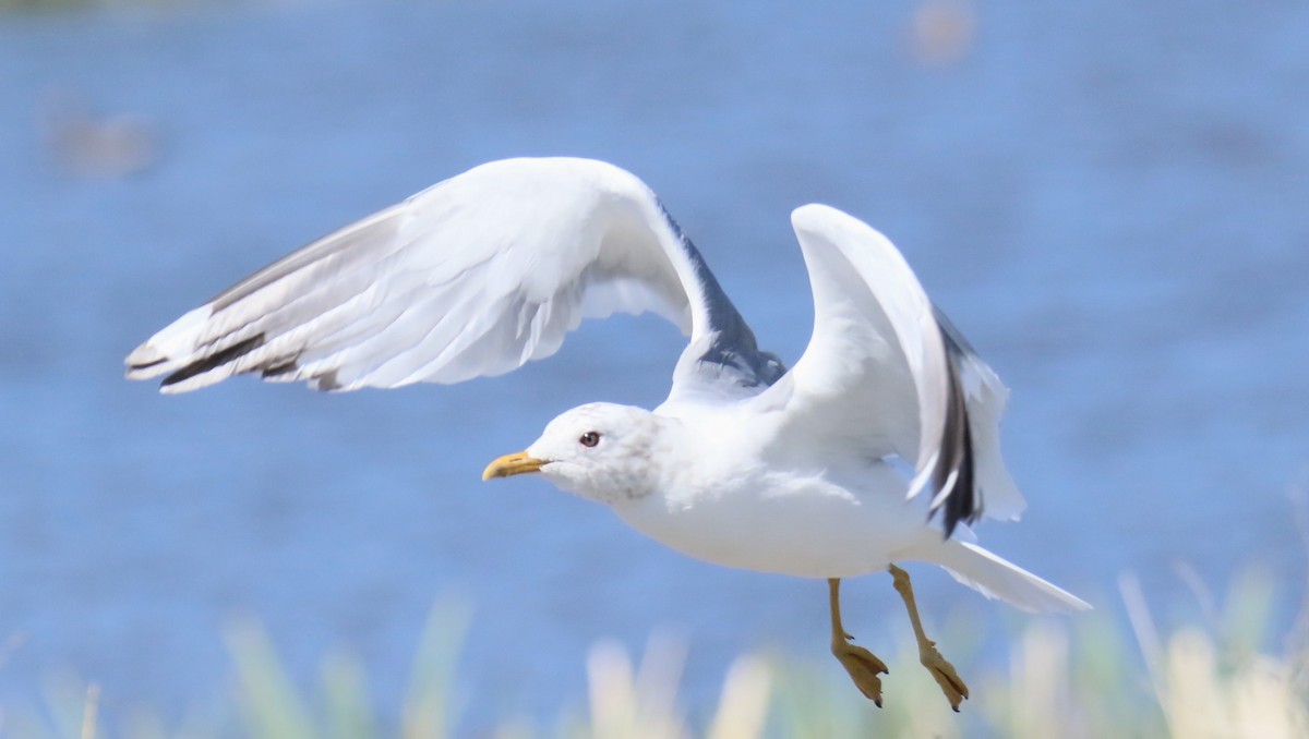 Short-billed Gull - Steve Stump