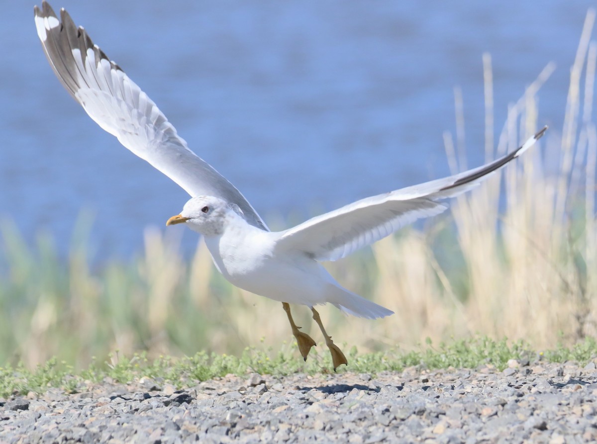 Short-billed Gull - ML617402972