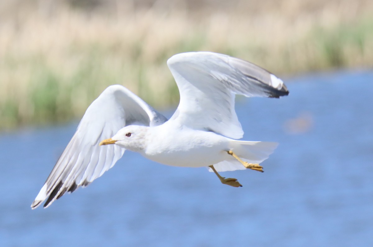 Short-billed Gull - ML617402973