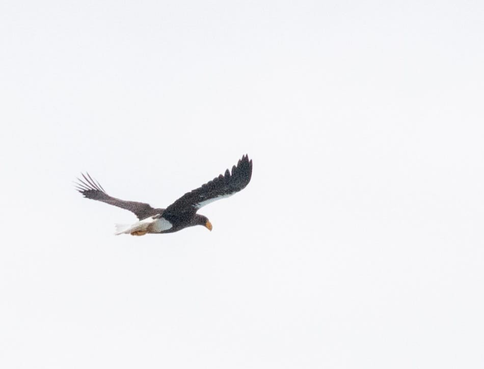 Steller's Sea-Eagle - Newfoundland & Labrador Bird Records