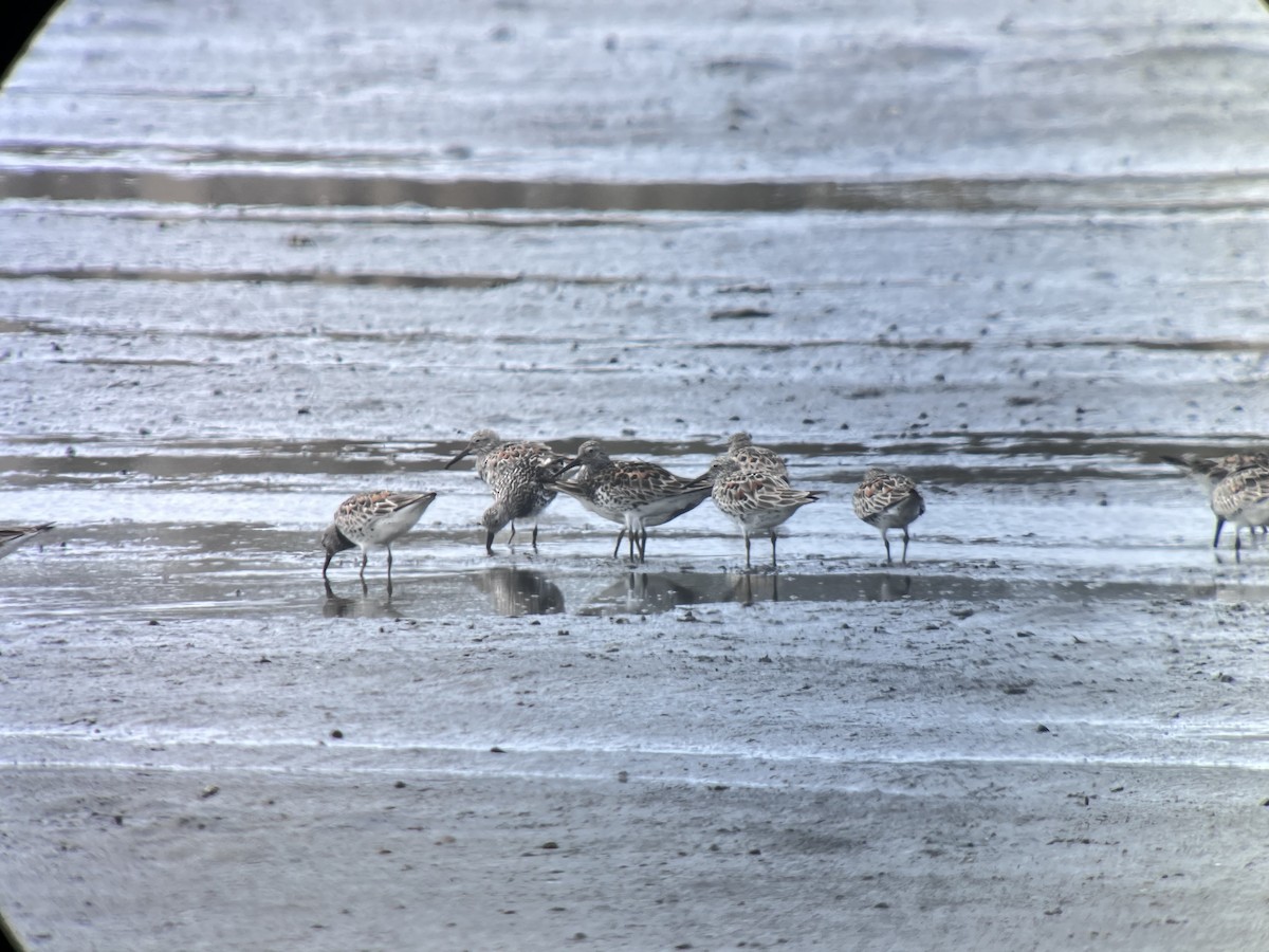 Great Knot - ML617403037