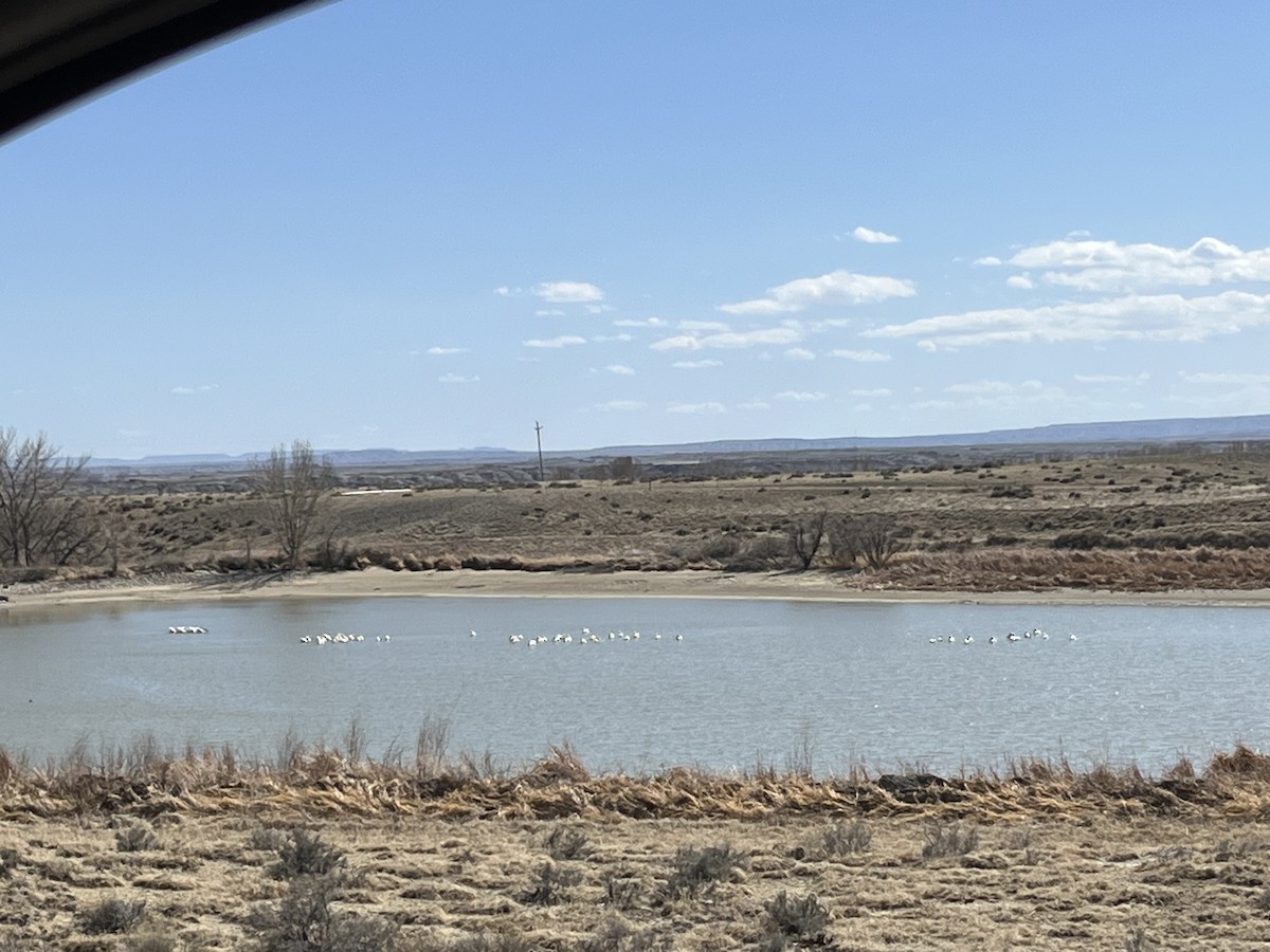 American White Pelican - ML617403042