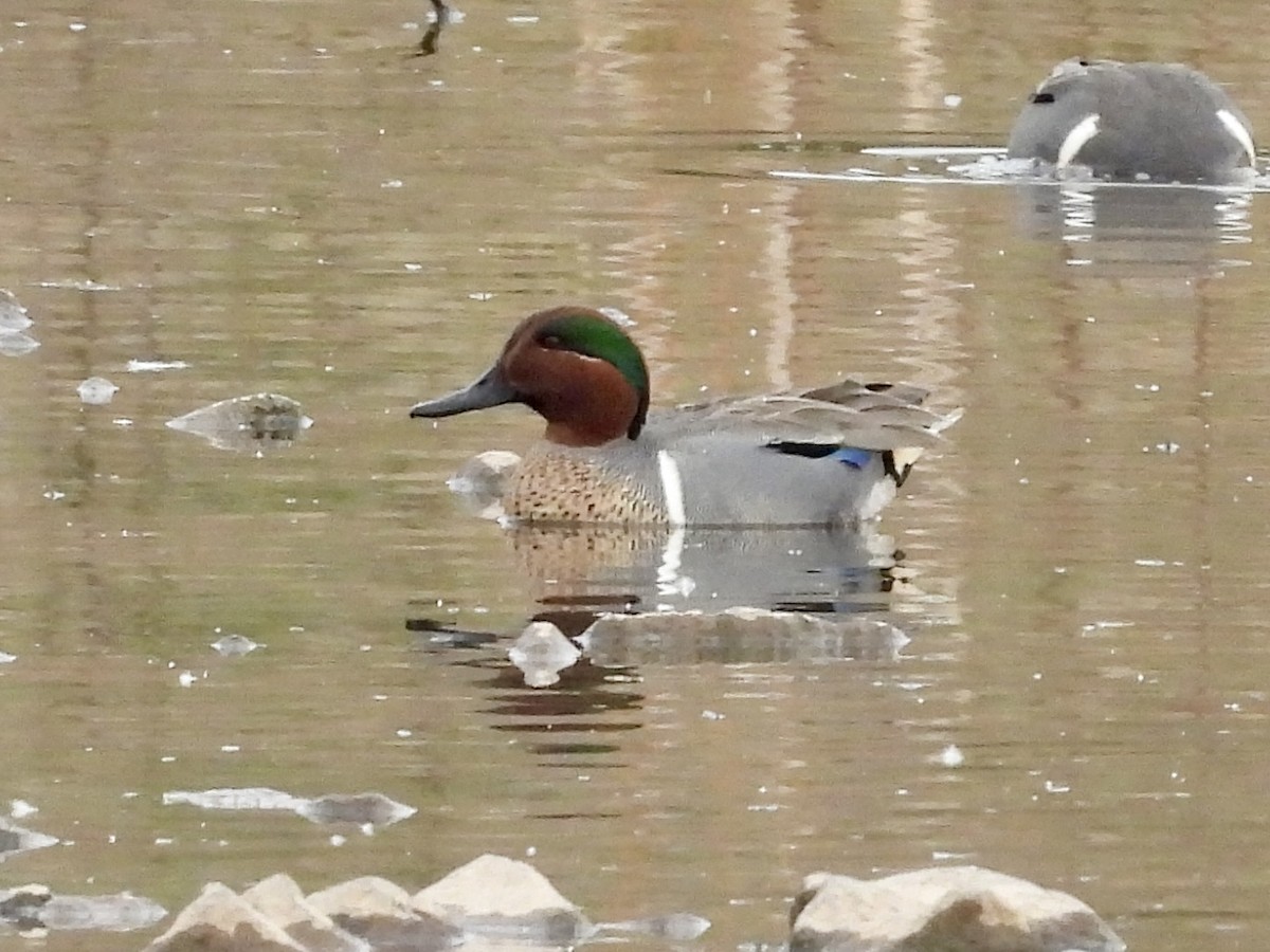 Green-winged Teal - ML617403061