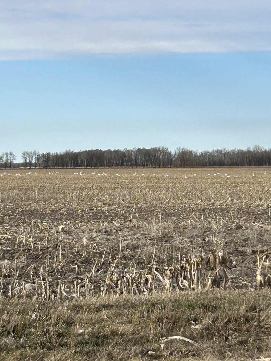 swan sp. - ML617403099