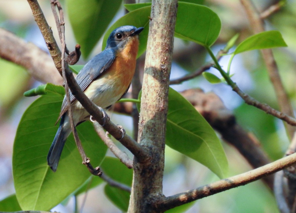 Tickell's Blue Flycatcher - ML617403100