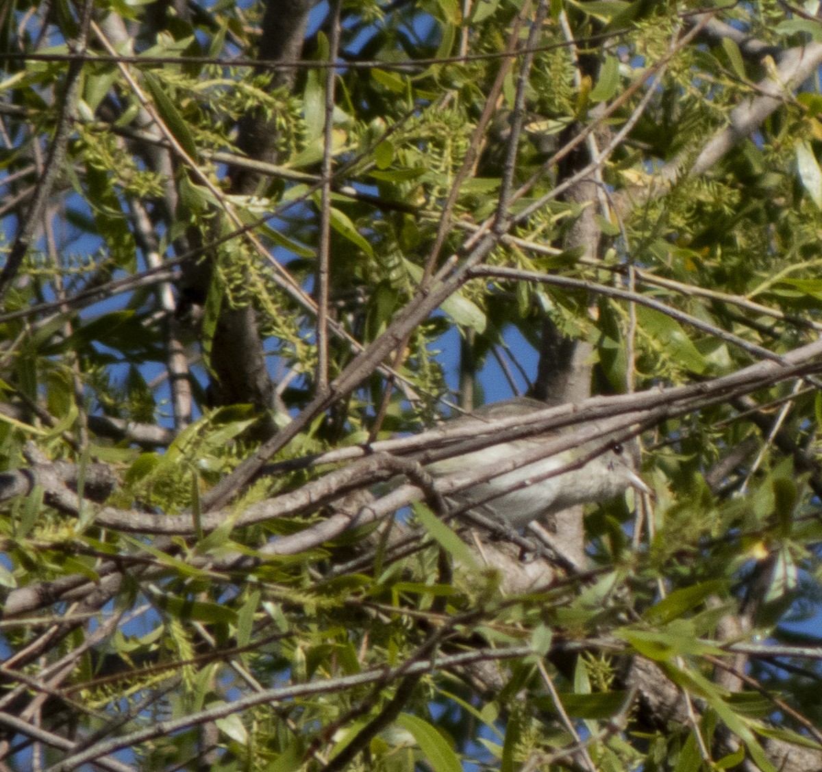 Bell's Vireo (Least) - ML617403108