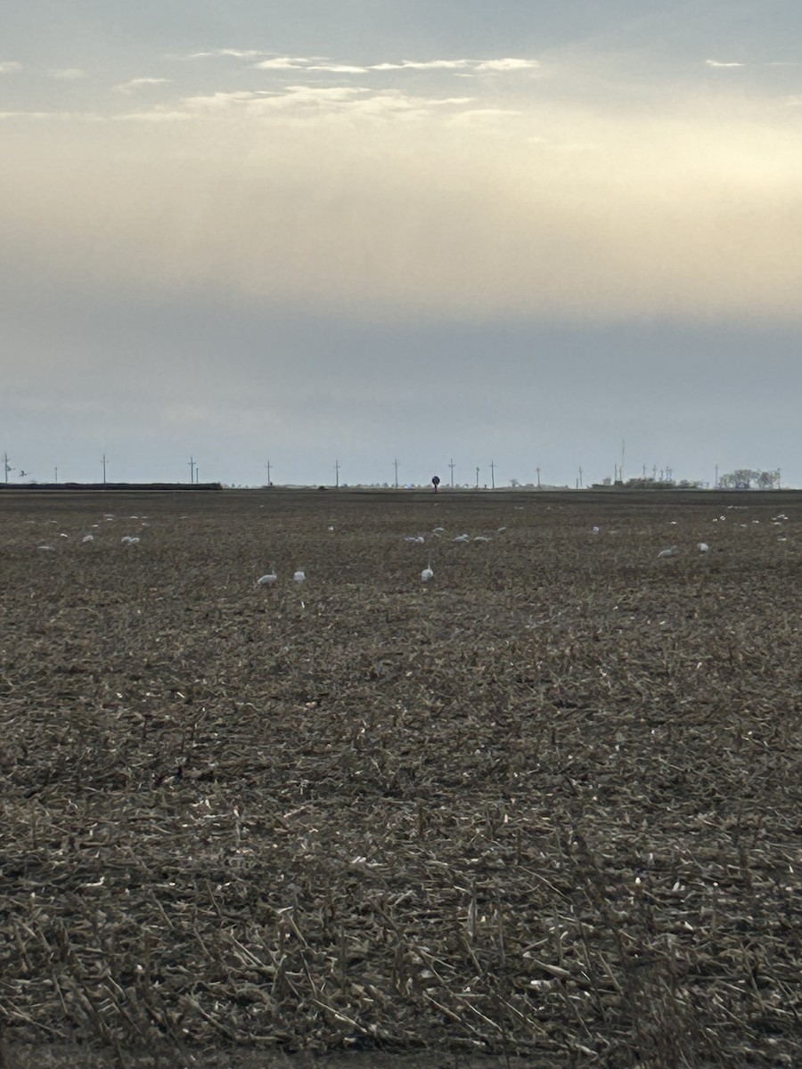 Tundra Swan - ML617403112