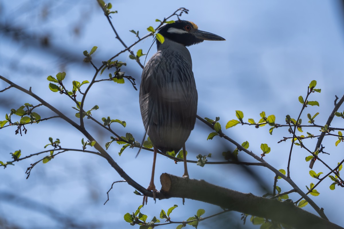 Yellow-crowned Night Heron - Phillip Stosberg