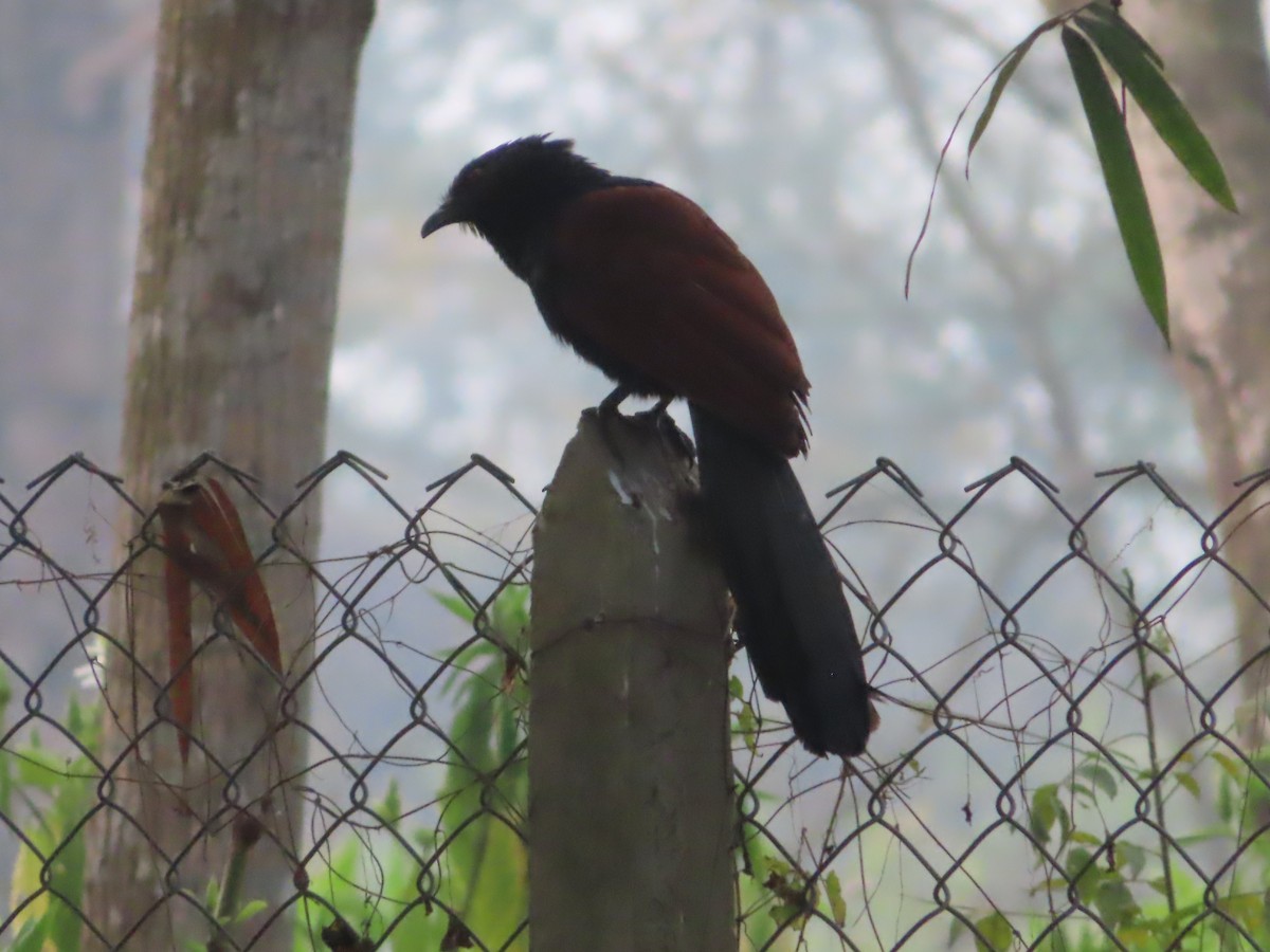 Greater Coucal - ML617403195