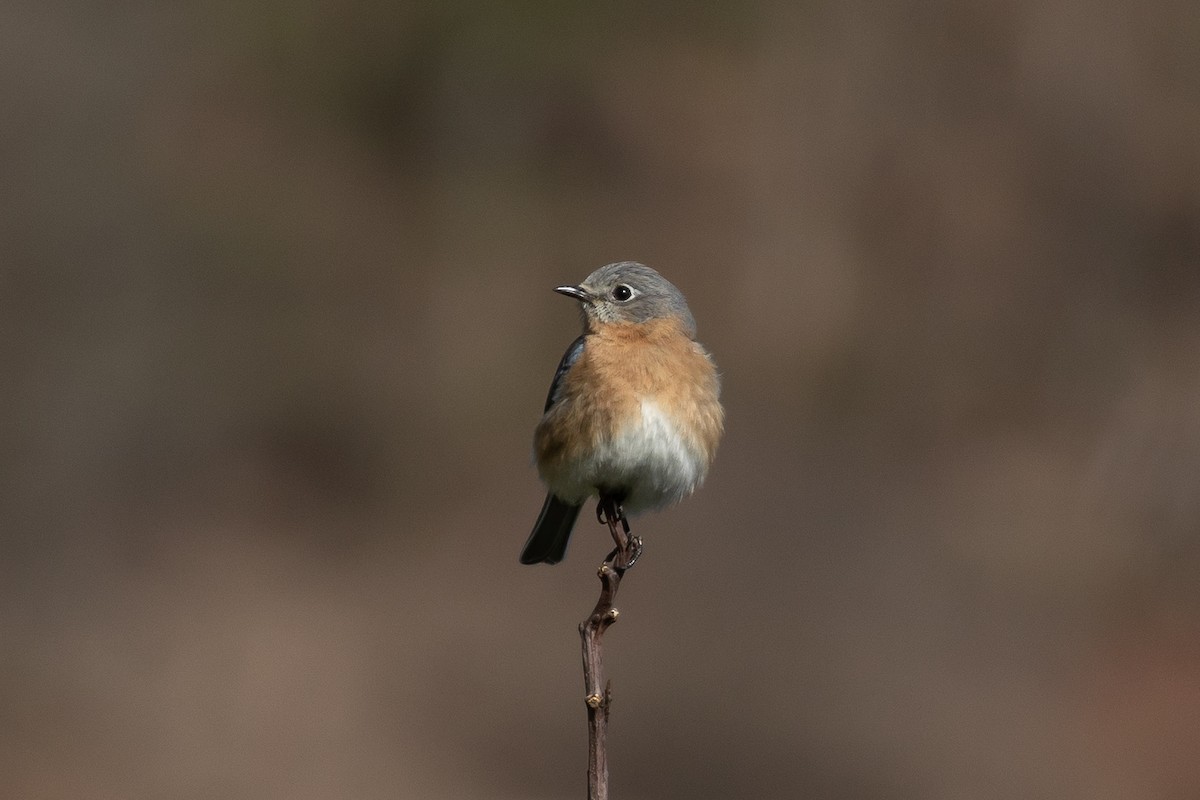 Eastern Bluebird (Eastern) - ML617403220