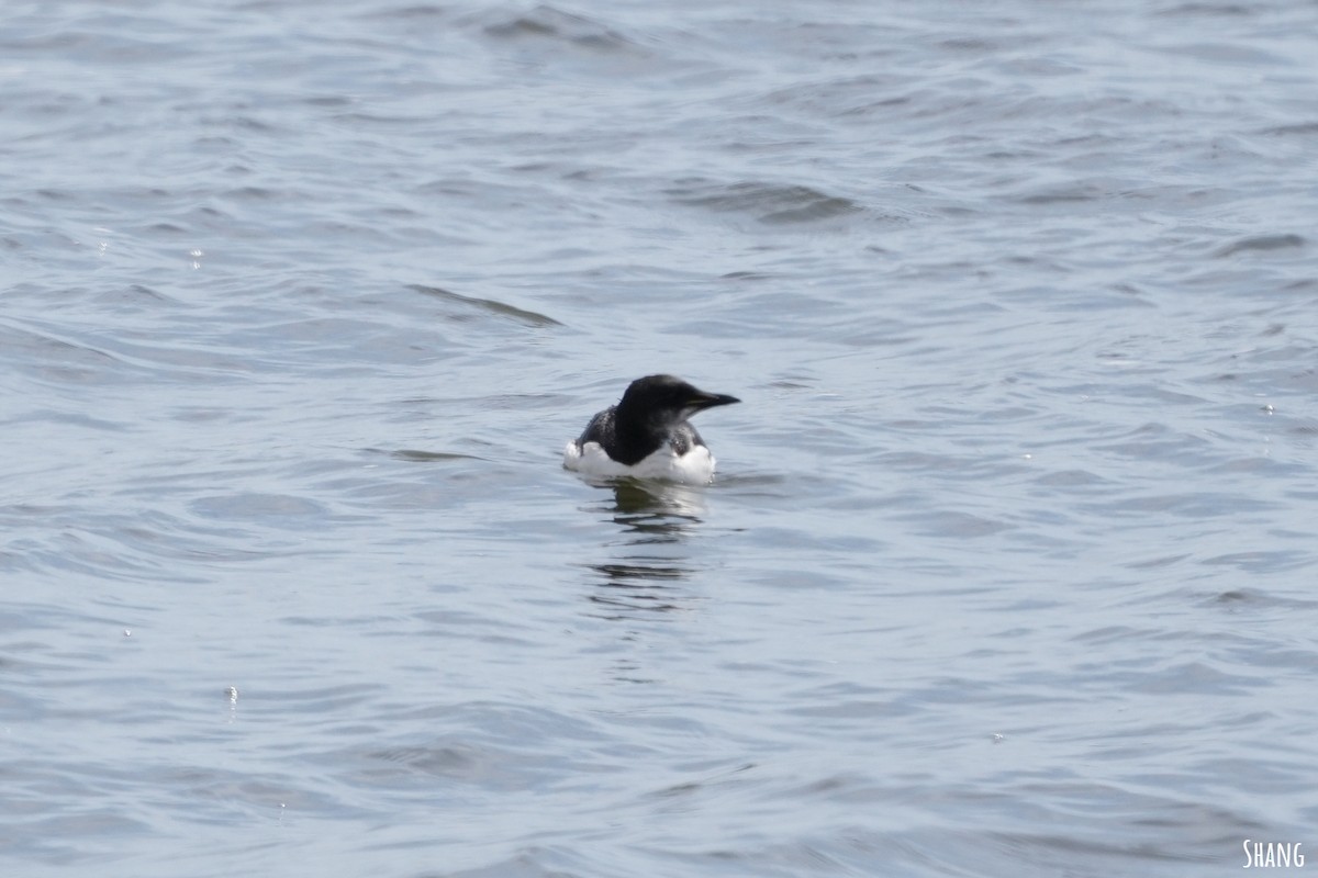 Thick-billed Murre - ML617403235