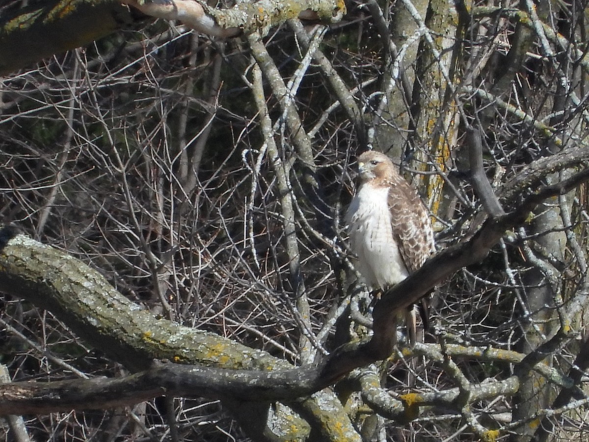 Red-tailed Hawk - ML617403247