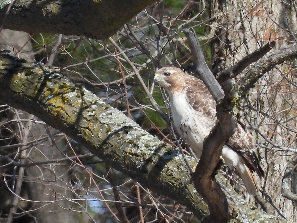 Red-tailed Hawk - Francois Bourret