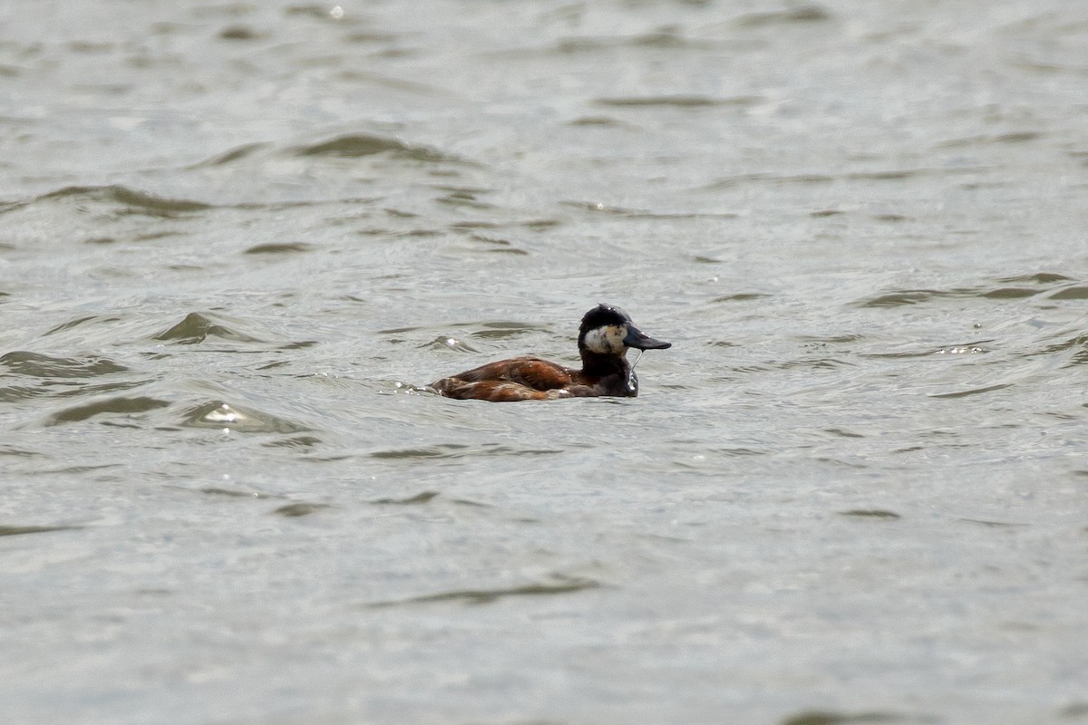 Ruddy Duck - Will Krohn