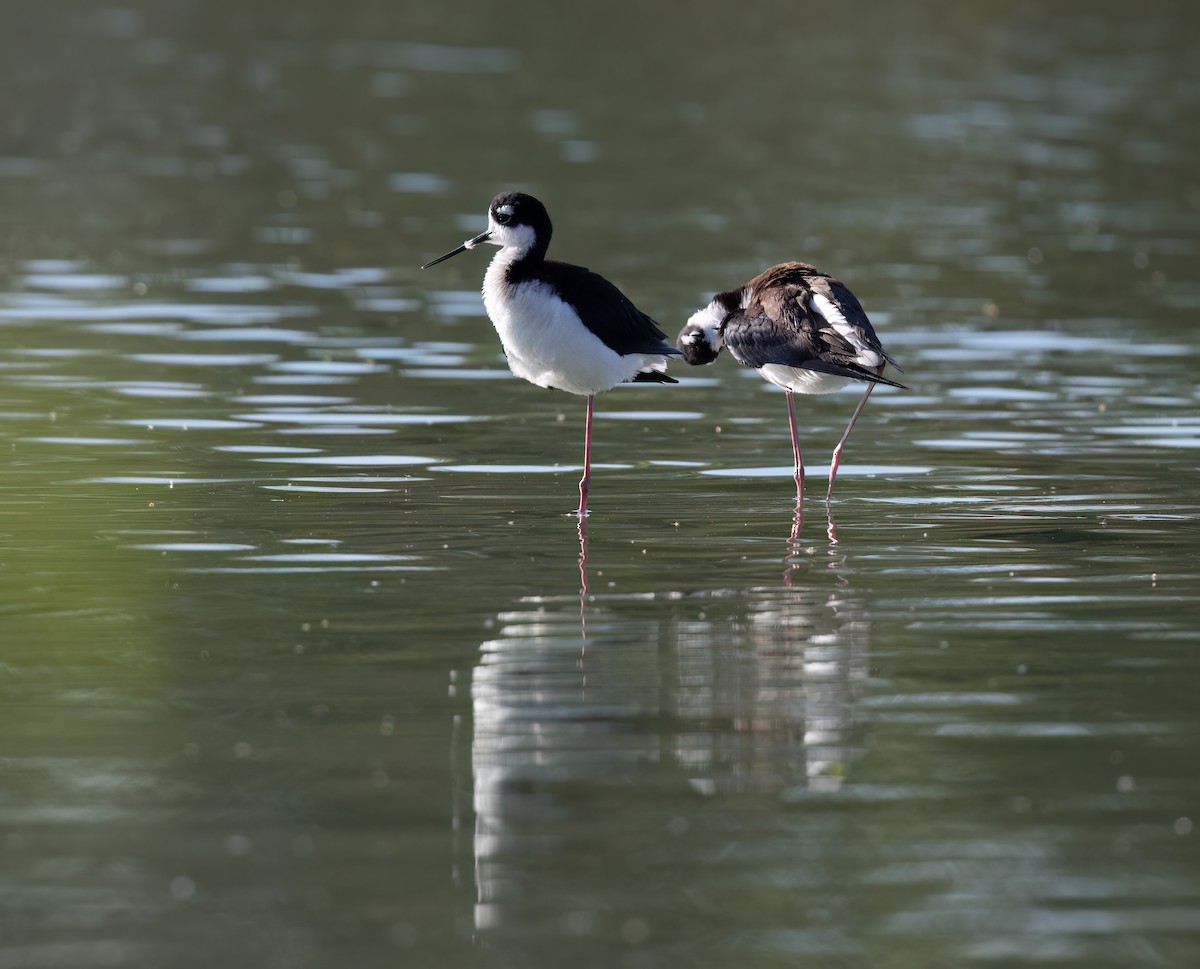 eBird Checklist - 12 Apr 2024 - Riparian Preserve at Gilbert Water ...