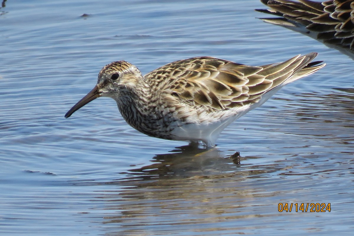 Pectoral Sandpiper - ML617403301