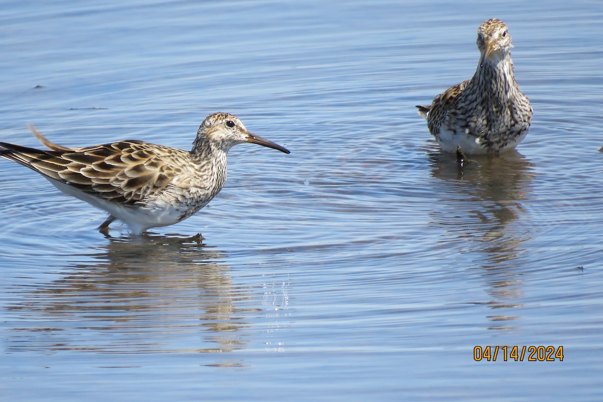 Pectoral Sandpiper - ML617403313